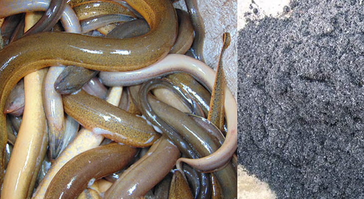 Cách chọn lươn ngon và cách sơ chế lươn sạch, không nhớt, không tanh > Chà lươn với tro bếp