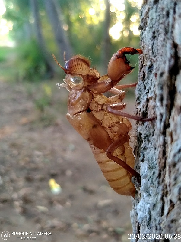 Ảnh macro từ Bphone AI camera Ảnh macro từ Bphone AI camera