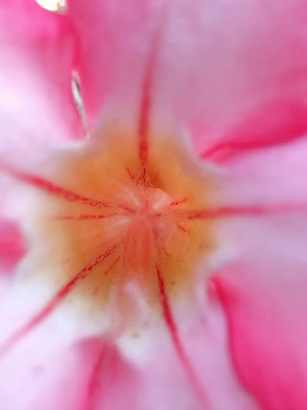 Đánh giá camera OPPO Find X2 Đánh giá camera OPPO Find X2