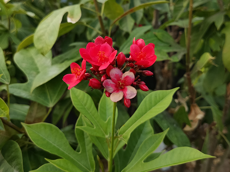 Đánh giá camera OPPO Find X2 Đánh giá camera OPPO Find X2