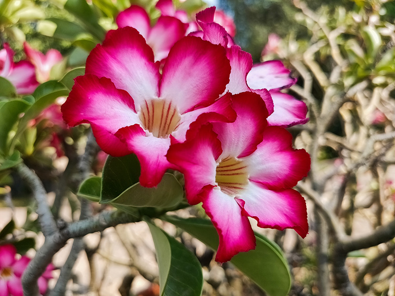 Đánh giá camera OPPO Find X2 Đánh giá camera OPPO Find X2