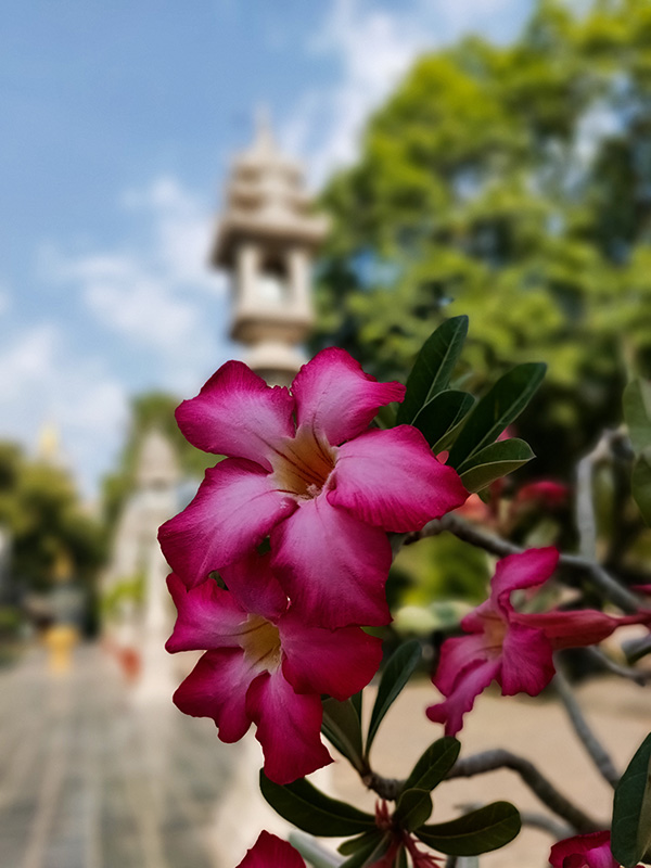 Đánh giá camera OPPO Find X2 Đánh giá camera OPPO Find X2
