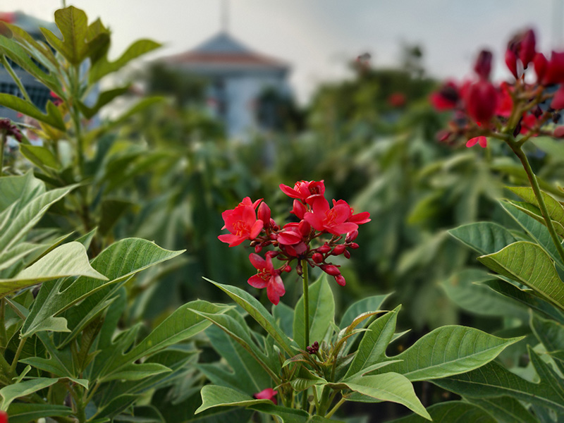 Đánh giá camera OPPO Find X2 Đánh giá camera OPPO Find X2
