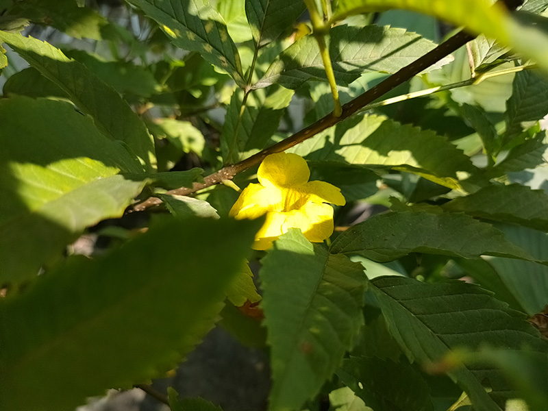 Đánh giá camera OPPO Find X2 Đánh giá camera OPPO Find X2