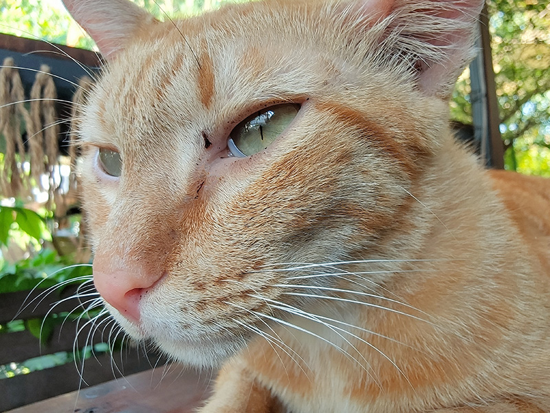 Đánh giá camera OPPO Find X2 Đánh giá camera OPPO Find X2