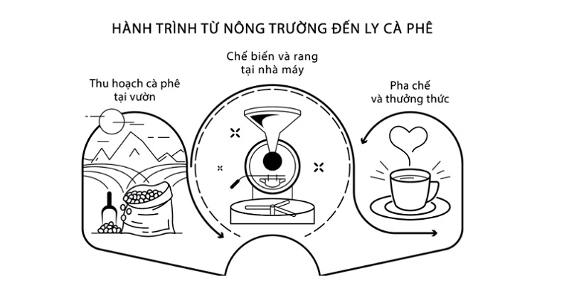 hành trình từ nông trường đến ly cà phê