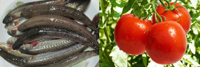 nguyên liệu cá kèo kho lạt với cà chua