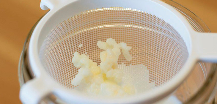 Bước 1 Rửa nấm Sữa chua từ nấm sữa Kefir