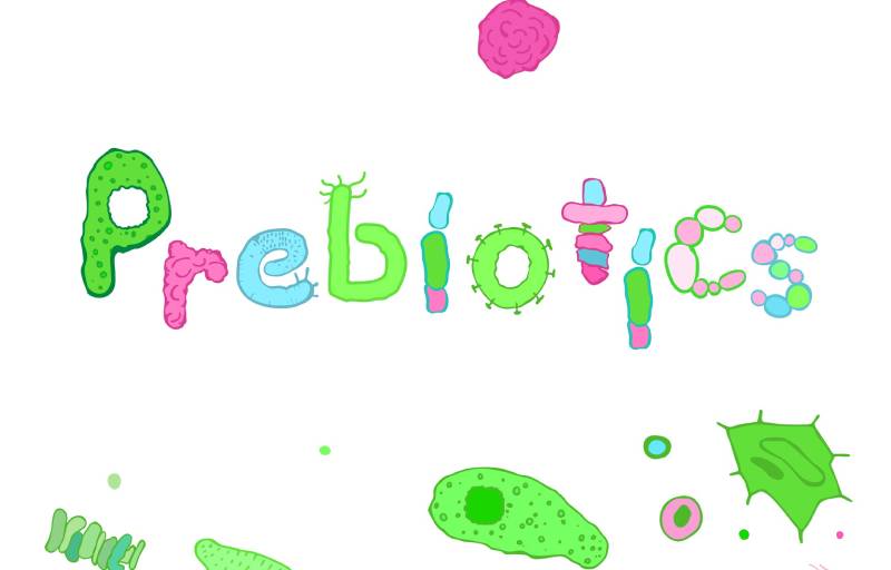 Prebiotic là gì? Phân biệt Prebiotic và Probiotic
