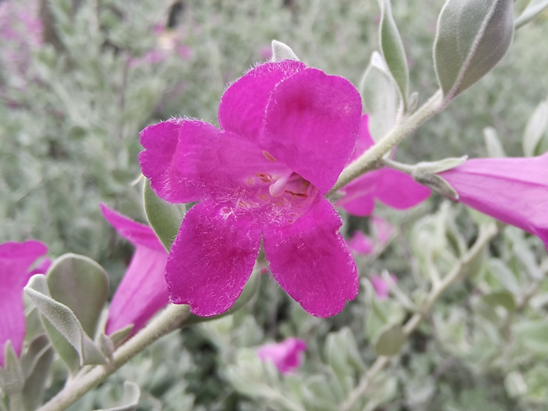 Đánh giá chi tiết Huawei P40 Đánh giá chi tiết Huawei P40