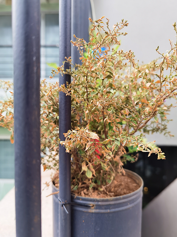 Đánh giá chi tiết Huawei P40 Đánh giá chi tiết Huawei P40