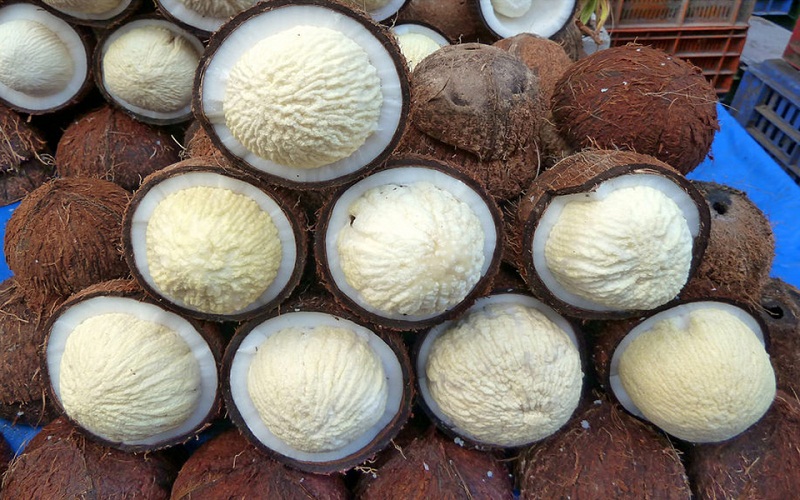 Coconut sprouts have a sweet, crunchy taste