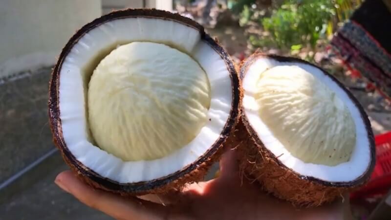 Coconut sprout is also known as coconut embryo