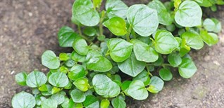 Rau càng cua, công dụng của rau càng cua và những món ăn từ rau càng cua