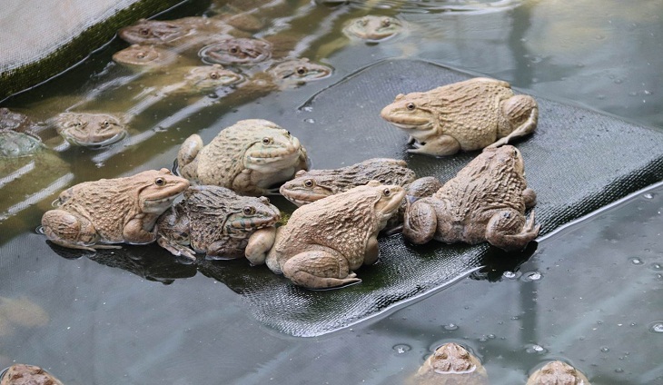Rợn người với hình ảnh ếch Trung Quốc ngập sán bán ở chợ dân sinh Khuyến  cáo từ chuyên gia khi chế biến và ăn thịt ếch