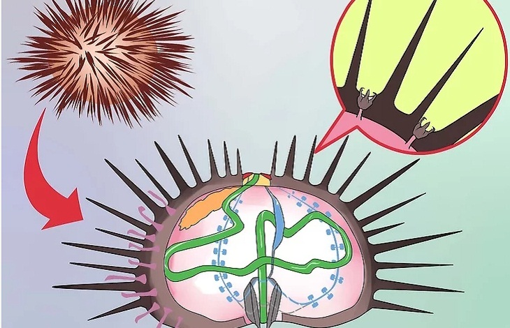  Hiểu r&otilde; bộ phận chứa độc tố của nhum biển.