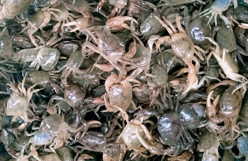 Cua đồng có mai bóng, vàng óng Cua đồng có mai bóng, vàng óng