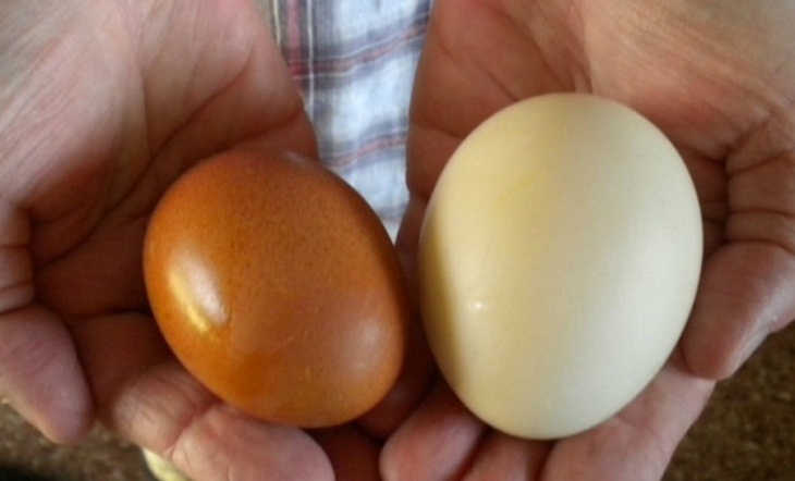 Differentiating bleached eggs