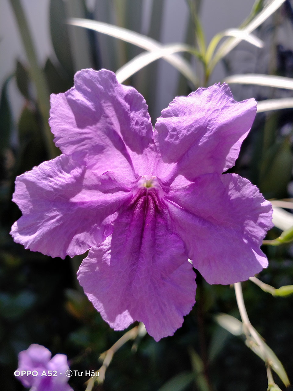 OPPO A52 chụp hoa OPPO A52 chụp hoa