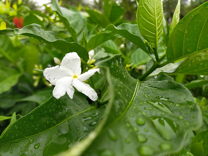 Camera OPPO A92 Camera OPPO A92