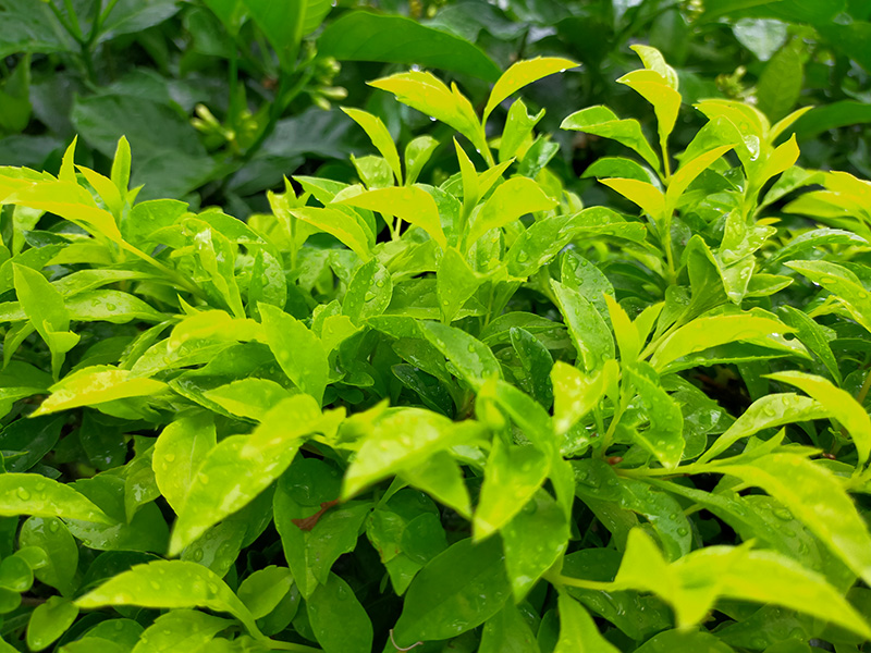 Camera OPPO A92 Camera OPPO A92