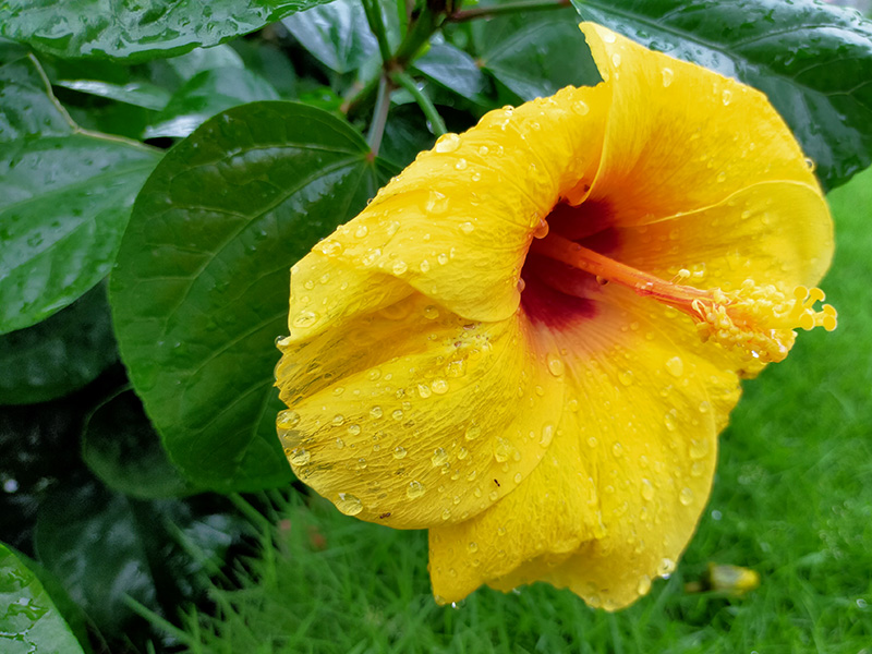 Camera OPPO A92 Camera OPPO A92