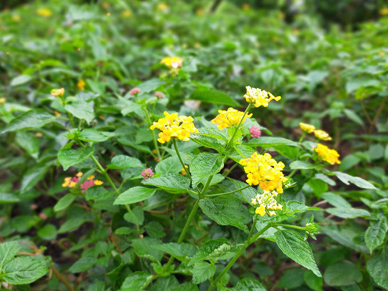 Camera OPPO A92 Camera OPPO A92