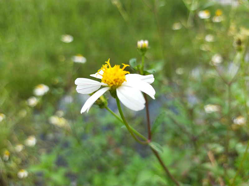 Camera OPPO A92 Camera OPPO A92