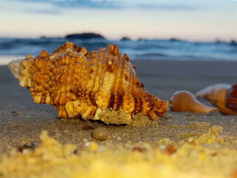 Ảnh chụp sò biển bằng camera macro