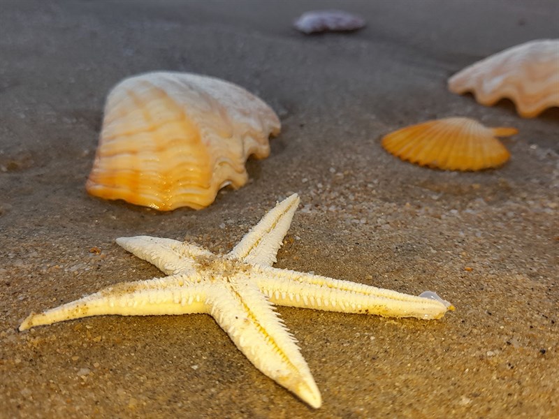 Photo of starfish with a macro camera