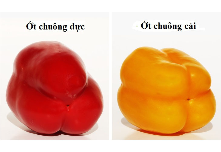 ớt chuông Nguyên liệu món ăn bánh kim chi hải sản