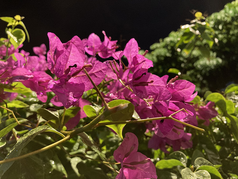 iPhone SE 2020 chụp đêm iPhone SE 2020 chụp đêm