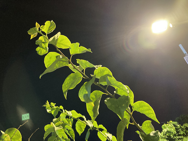 iPhone SE 2020 chụp đêm iPhone SE 2020 chụp đêm