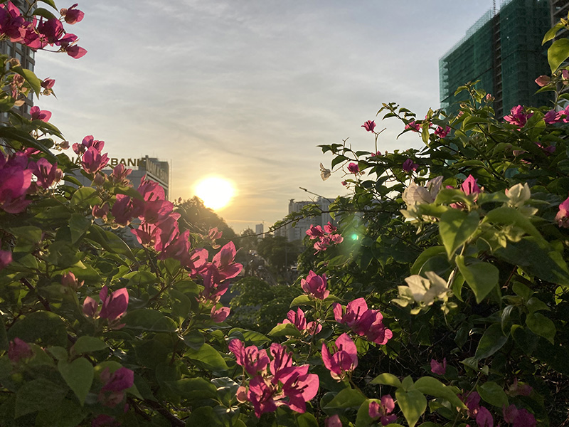 iPhone SE chụp ngược sáng iPhone SE chụp ngược sáng