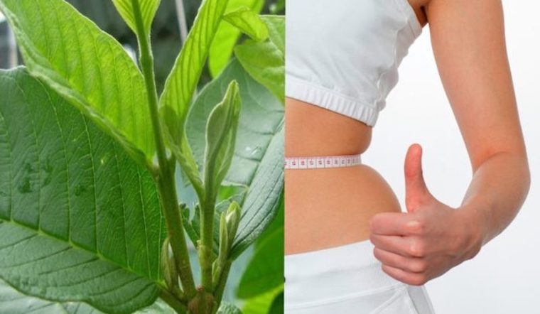 Cách làm trà lá ổi để giảm cân tại gia