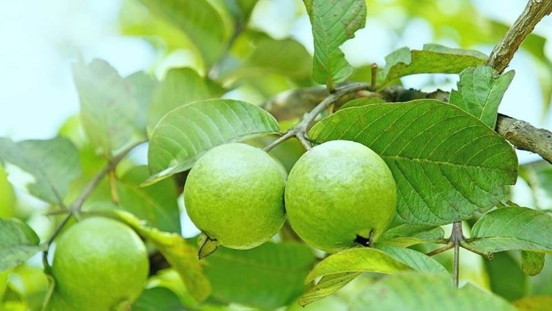 How to make guava leaf tea to lose weight at home