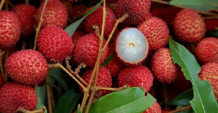 Lychee