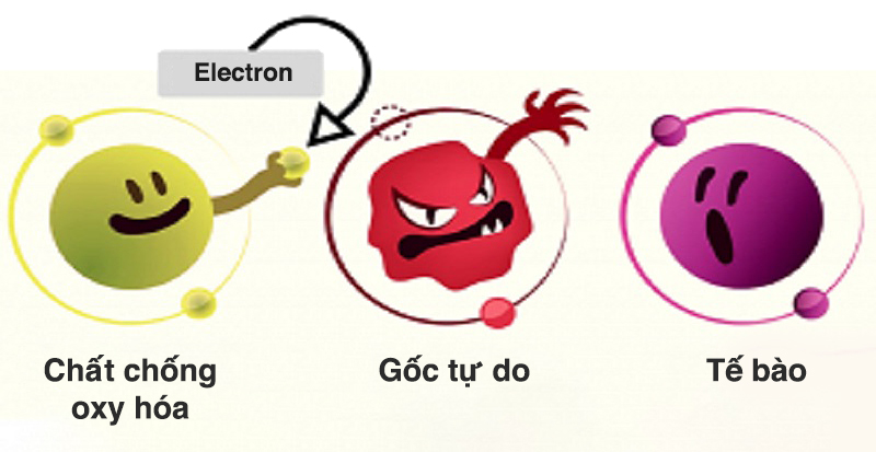 Chất chống oxy hóa là gì? Chất chống oxy hóa có ở đâu?