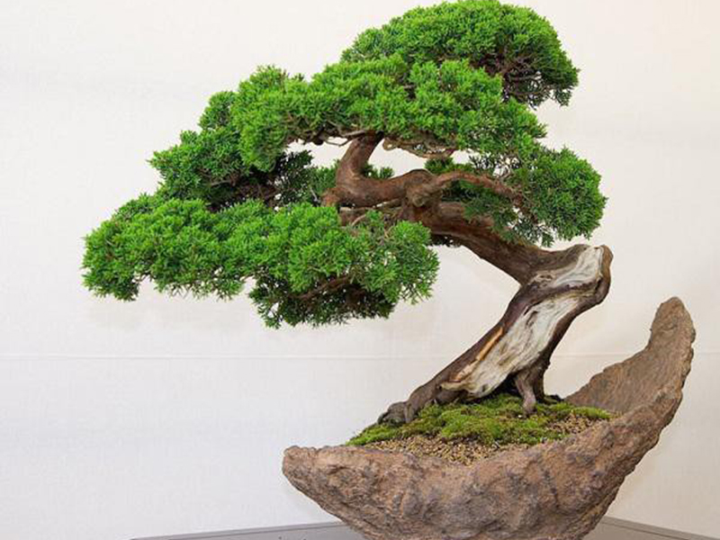 Cây bách bonsai