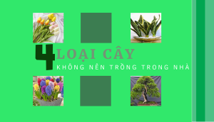 4 loại cây, hoa chớ nên đặt trong nhà kẻo phá nát phong thủy, vận xui kéo đến