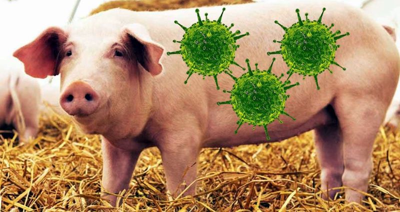 Chủng virus G4 EA H1N1 liệu có nguy hiểm không?