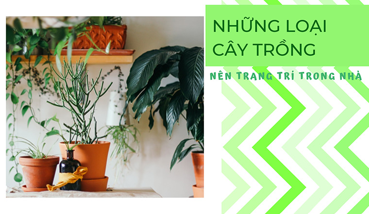 7 loại cây trang trí trong nhà vừa đẹp vừa tốt cho sức khỏe, giúp trị bệnh