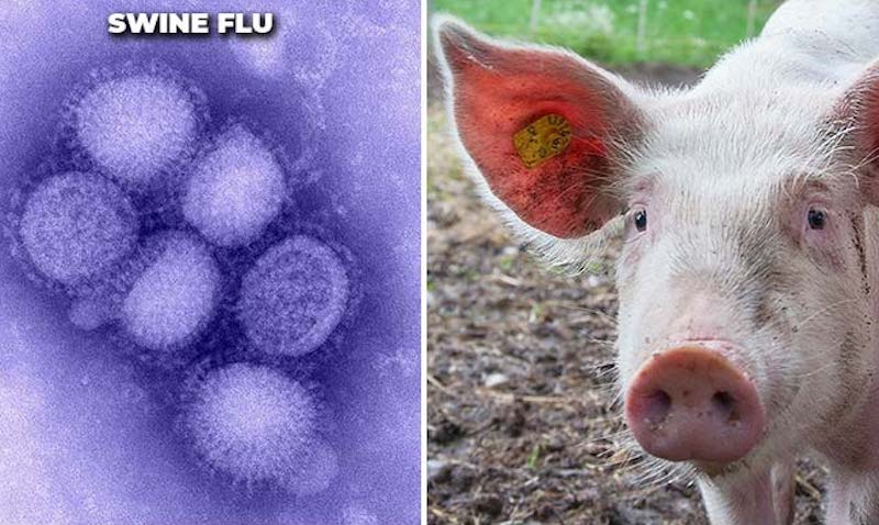 G4 EA H1N1 được tìm thấy trên lợn