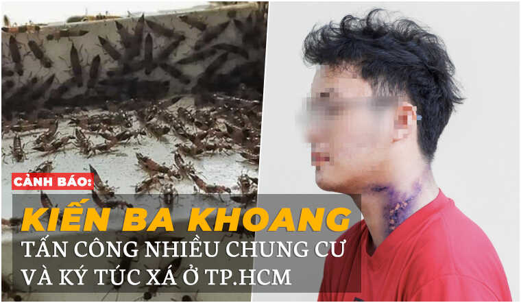  Cảnh báo: Kiến ba khoang tấn công nhiều chung cư và ký túc xá ở TP.HCM