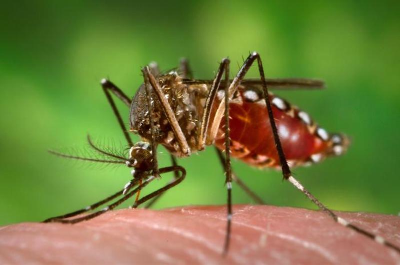 6 hiểu lầm về bệnh sốt xuất huyết mà nhiều người thường mắc phải