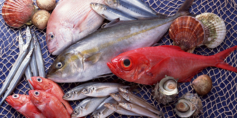 Những loại cá chứa hàm lượng thuỷ ngân cao cần hạn chế sử dụng