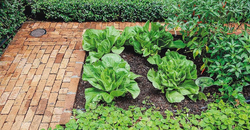 Cách tạo vườn rau xanh sạch - Tận dụng triệt để sân nhỏ hoặc vườn bên cạnh nhà