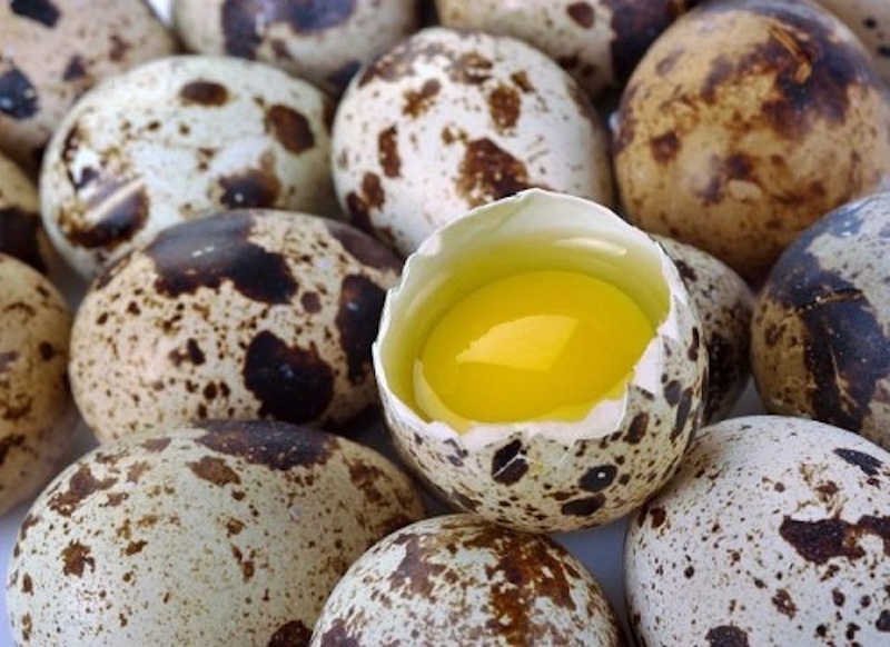Trứng cút chứa rất nhiều chất dinh dưỡng