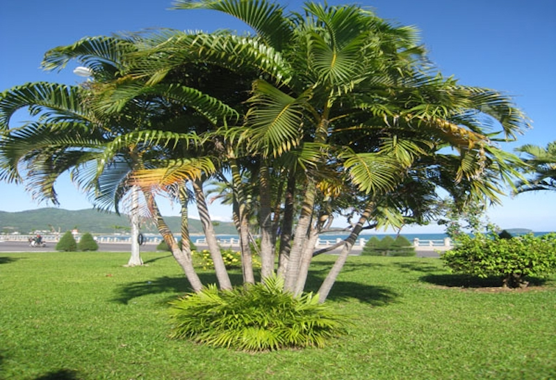 Dừa và cau cảnh thường được trồng trước nhà