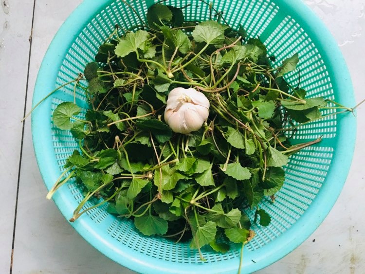 How to make delicious fried gotu kola with garlic